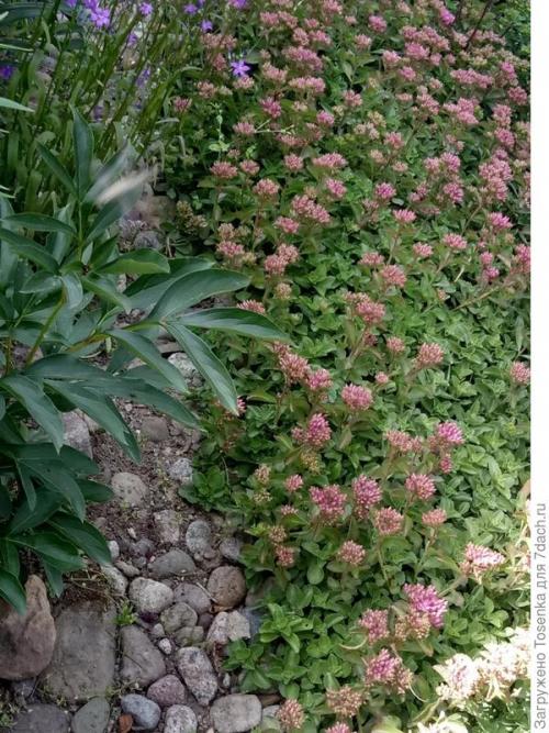 Какие особенности ландшафта следует учитывать при выборе альтернативы газону