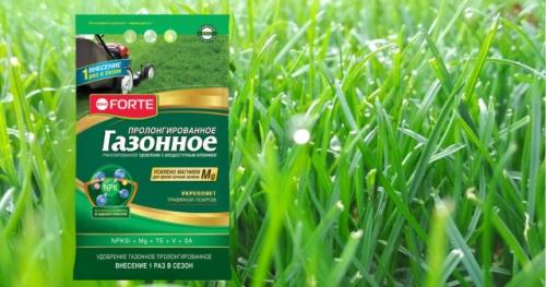 Какие удобрения можно использовать для подкормки газонной смеси с цветами. Рекомендации по сезонам