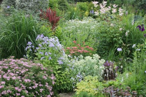 Как часто нужно поливать луг с полевыми цветами. Какие растения посадить в луговой цветник?