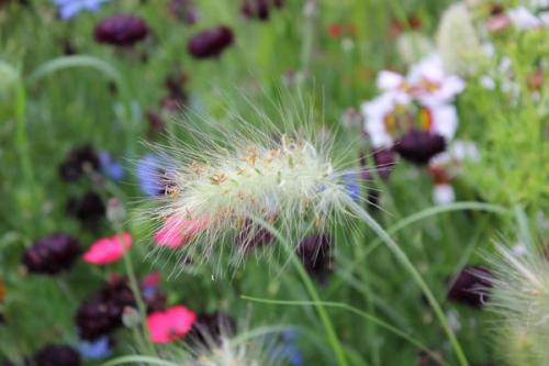 Какие инструменты и оборудование необходимо для создания луга с полевыми цветами. Дизайнерский луг: как создать сезонный луговой миксбордер