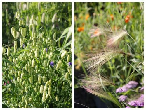 Какие инструменты и оборудование необходимо для создания луга с полевыми цветами. Дизайнерский луг: как создать сезонный луговой миксбордер