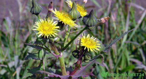 Сорняки на тропе? 10 простых способов их убрать 04 Сорняки на тропе? 10 простых способов их убрать 04