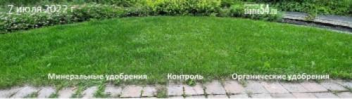 Уход за газонной травой с цветами: советы и рекомендации 24 Уход за газонной травой с цветами: советы и рекомендации 24