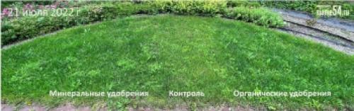 Что такое газонная трава с цветами