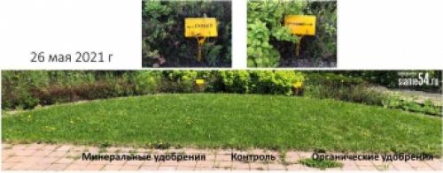 Уход за газонной травой с цветами: советы и рекомендации 16 Уход за газонной травой с цветами: советы и рекомендации 16