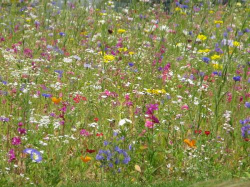 Какие инструменты и оборудование необходимо для создания луга с полевыми цветами. Дизайнерский луг: как создать сезонный луговой миксбордер