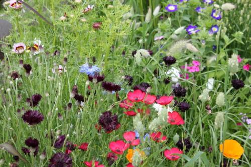 Какие инструменты и оборудование необходимо для создания луга с полевыми цветами. Дизайнерский луг: как создать сезонный луговой миксбордер