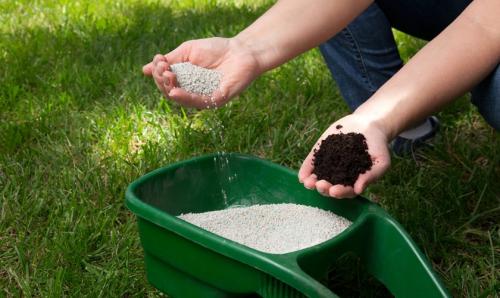 Как правильно ухаживать за многолетними цветами на газона