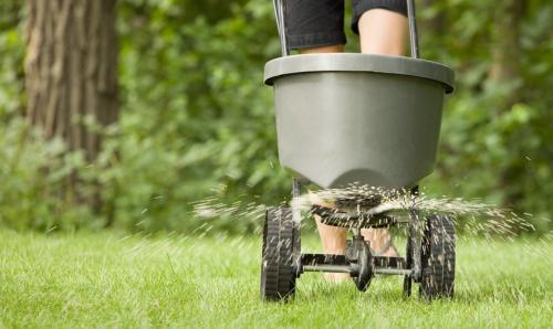Как правильно ухаживать за многолетними цветами на газона