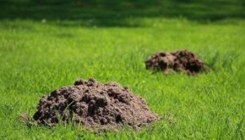 Какие вредители могут повредить цветочную смесь для газона. Вредители газона. Кроты