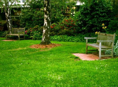 Как часто нужно срезать цветочную смесь для газона