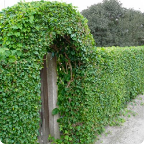 Какие растения можно использовать для создания низкой живой изгородь. КАКИЕ ЖИВЫЕ ИЗГОРОДИ БЫВАЮТ