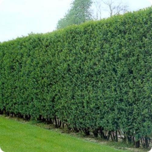 Какие растения можно использовать для создания низкой живой изгородь. КАКИЕ ЖИВЫЕ ИЗГОРОДИ БЫВАЮТ