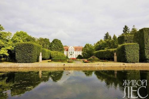 Как выбрать растение для низкой живой изгородь 15