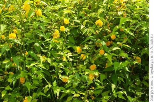 Что такое низкая живая изгородь. Красивоцветущие живые изгороди: бордюры