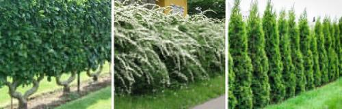 Как выбрать растение для низкой живой изгородь, учитывая ее высоту и форму