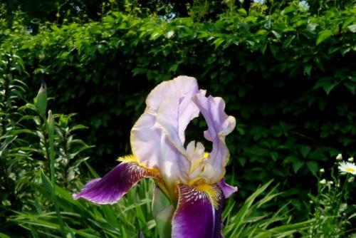 Как выбрать растение для низкой живой изгородь, учитывая ее уход и требования к условиям выращивания. Законодательные тонкости заборонасаждения