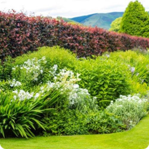 Какие растения можно использовать для создания низкой живой изгородь. КАКИЕ ЖИВЫЕ ИЗГОРОДИ БЫВАЮТ