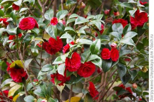 Что такое низкая живая изгородь. Красивоцветущие живые изгороди: бордюры