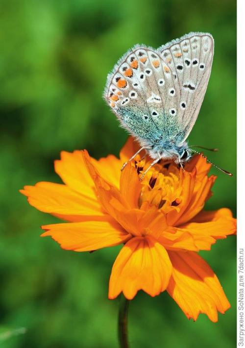 Какие растения лучше всего выбрать для газона