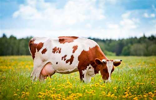 Как осеменяют коров искусственно. Метод 1 из 3: Осмотрите коров, после чего отловите их 02