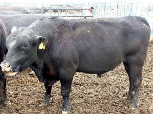 Осеменение коров быком