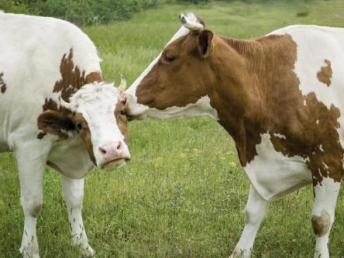 Естественное осеменение коров. Методики оплодотворения КРС