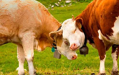 Как осеменяют коров искусственно. Метод 1 из 3: Осмотрите коров, после чего отловите их 03