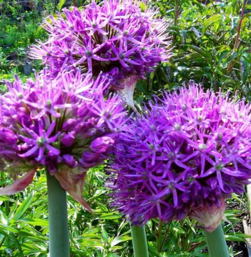 4. Камнеломка (Saxifraga)