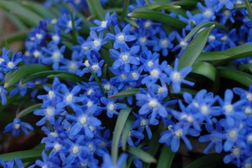 4. Камнеломка (Saxifraga)