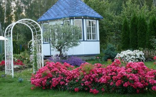 Почвопокровные розы в ландшафтном дизайне. Группы почвопокровных роз в ландшафтном дизайне (с фото)