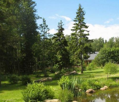 Уход за дубом на даче. Особенности ухода 03