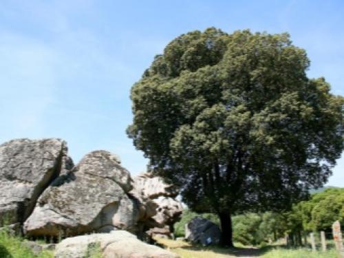 Уход за дубом на даче. Особенности ухода 17