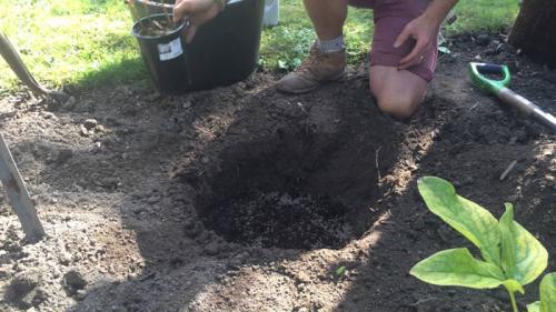 Как ухаживать за дубом в домашних условиях. Посадка саженца