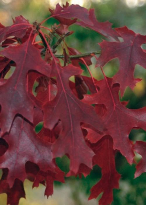 Уход за дубом на даче. Особенности ухода 20