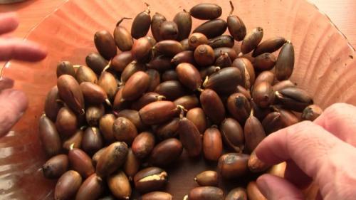 Уход за дубом на даче. Особенности ухода 14