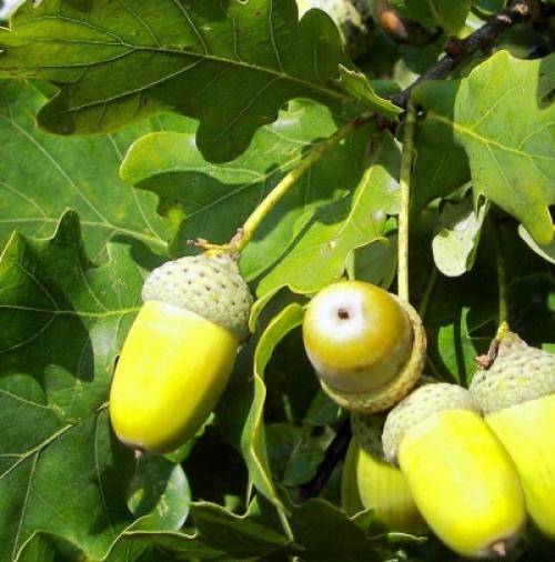 Уход за дубом на даче. Особенности ухода 05