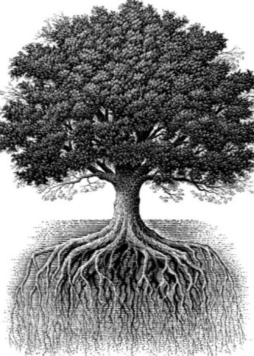 Уход за дубом на даче. Особенности ухода 08