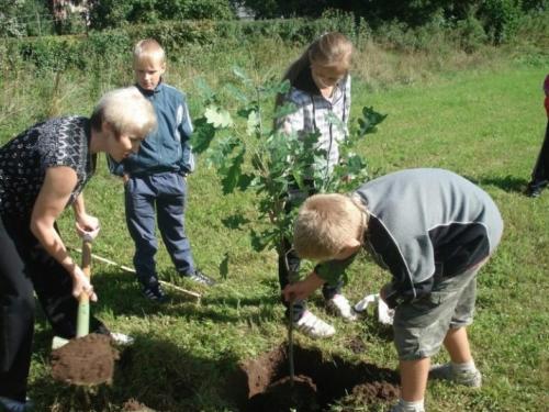 Уход за дубом на даче. Особенности ухода 02
