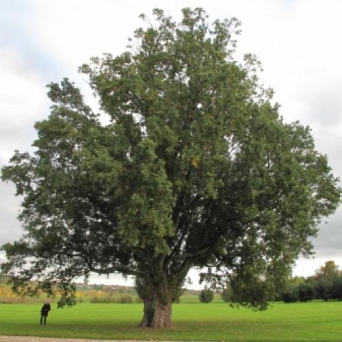 Уход за дубом на даче. Особенности ухода 15