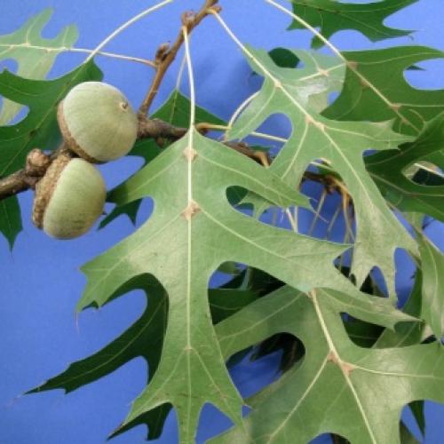 Уход за дубом на даче. Особенности ухода 22