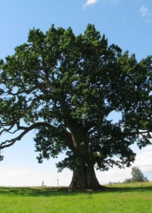 Уход за дубом на даче. Особенности ухода 07