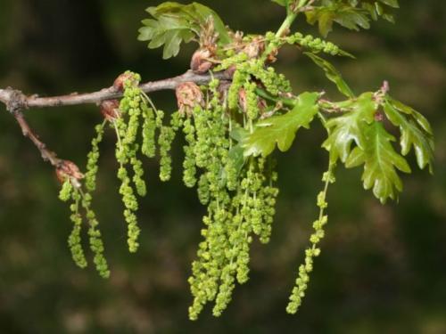 Уход за дубом на даче. Особенности ухода 06