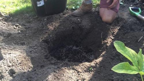 Уход за дубом на даче. Особенности ухода 01