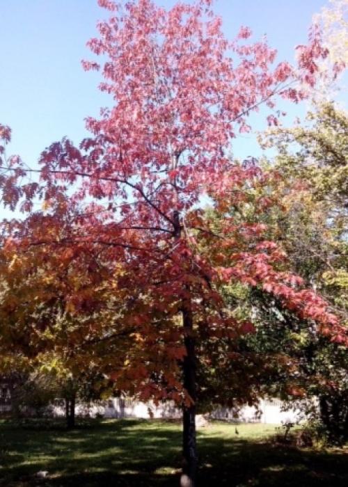 Уход за дубом на даче. Особенности ухода 19