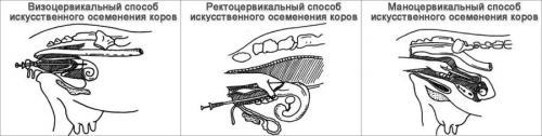 Осеменение коров быком 09 Осеменение коров быком 09