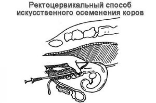 Методы искусственного осеменения. Методика осеменения КРС