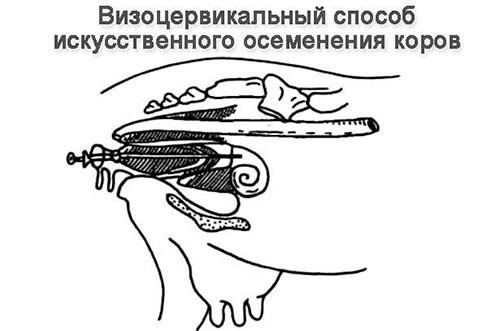 Методы искусственного осеменения. Методика осеменения КРС