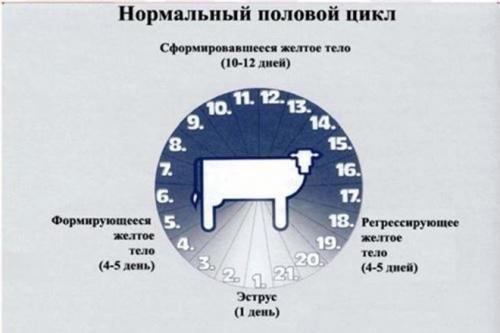 Осеменение коров по схеме. Признаки готовности коров к осеменению