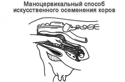 Методы искусственного осеменения. Методика осеменения КРС